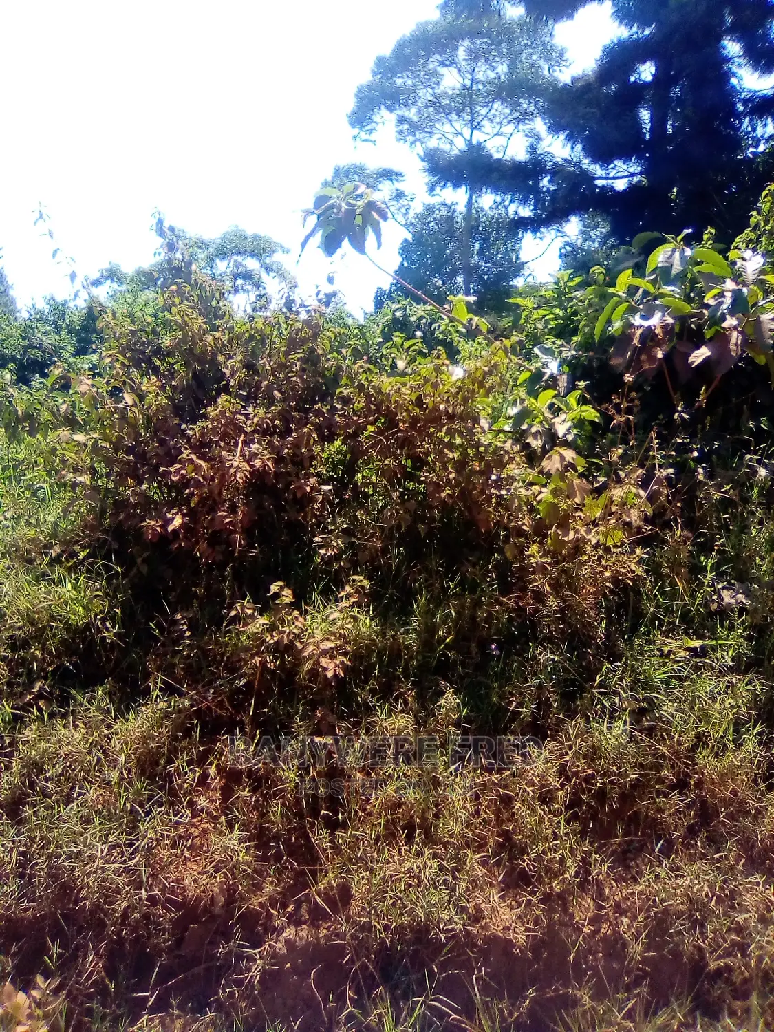 2acres of Land in Nakisunga