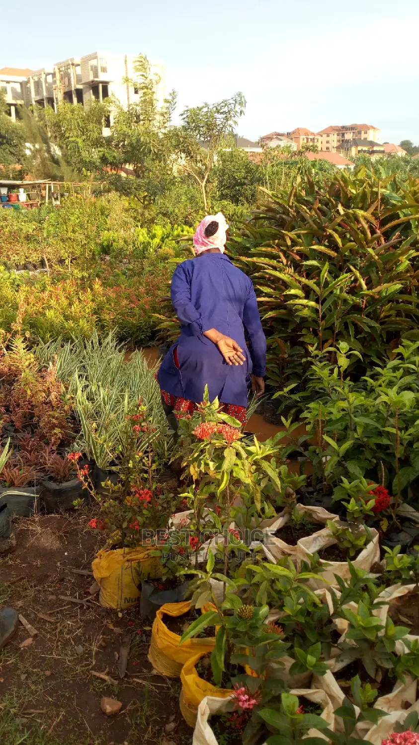 Fully Stocked Flowers and Plants and the Best Gardeners