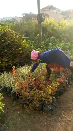 Fully Stocked Flowers and Plants and the Best Gardeners