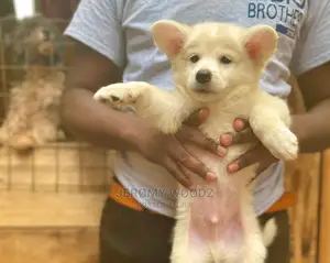 3-6 Month Female Purebred Japanese Spitz