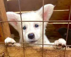 3-6 Month Female Purebred Japanese Spitz