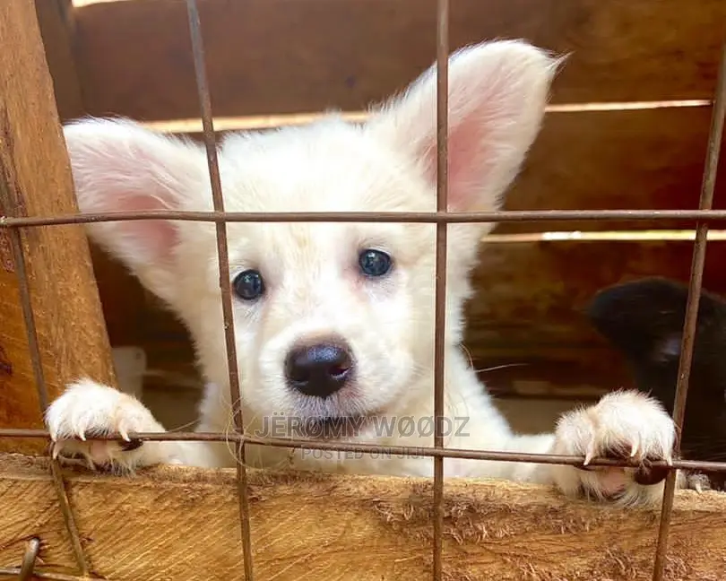 3-6 Month Female Purebred Japanese Spitz