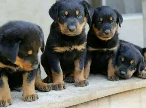 Rottweiler Healthy And Original Puppies