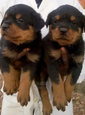 Rottweiler Healthy And Original Puppies