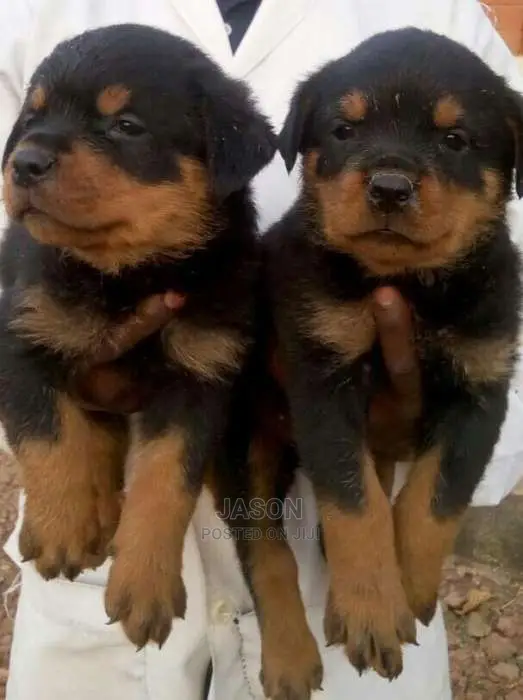 Rottweiler Healthy And Original Puppies