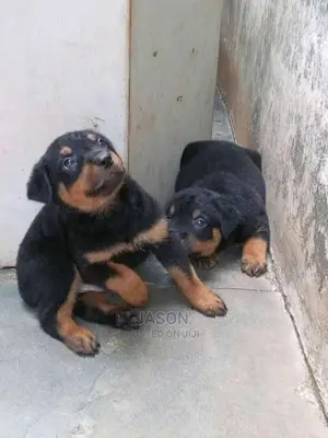 Rottweiler Healthy And Original Puppies