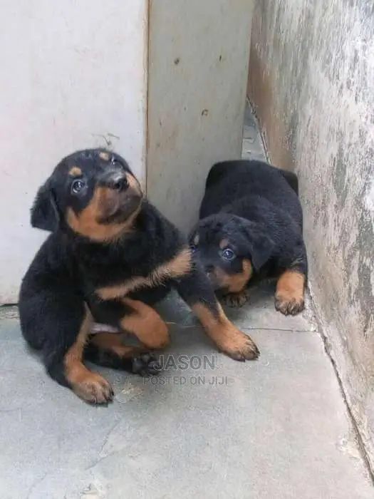 Rottweiler Healthy And Original Puppies