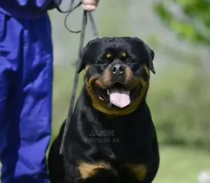 Rottweiler Healthy And Original Puppies