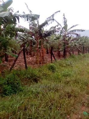 10acres of Farmland in Sea