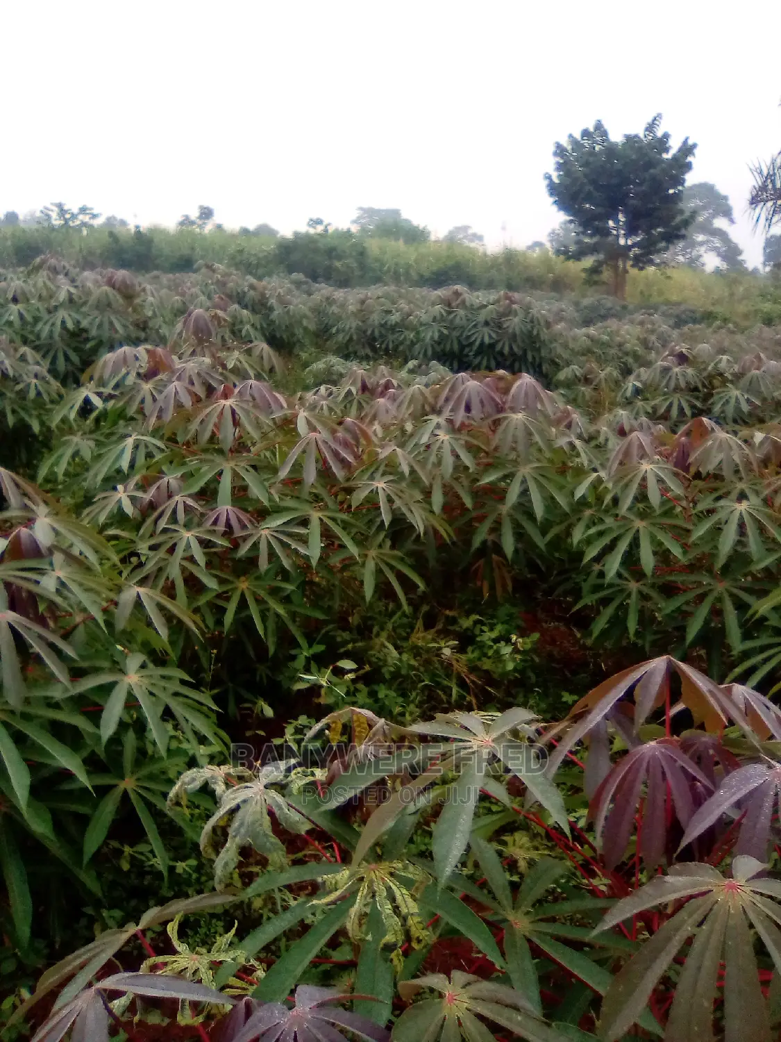 50/100 Plot for Sale in Nakasjja