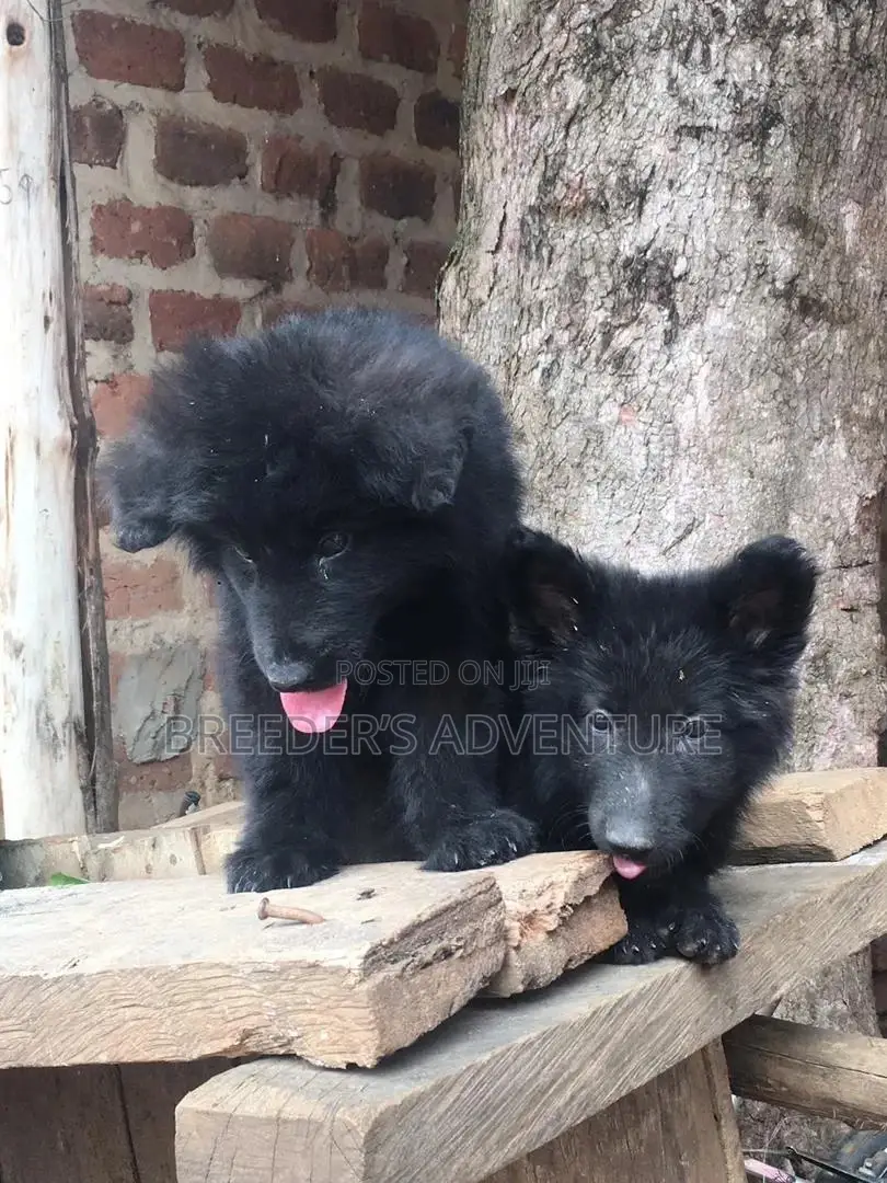 1-3 Month Male Purebred German Shepherd