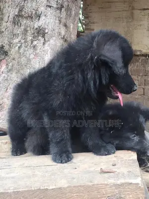 1-3 Month Male Purebred German Shepherd