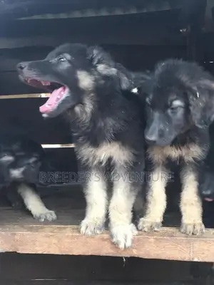 1-3 Month Male Purebred German Shepherd