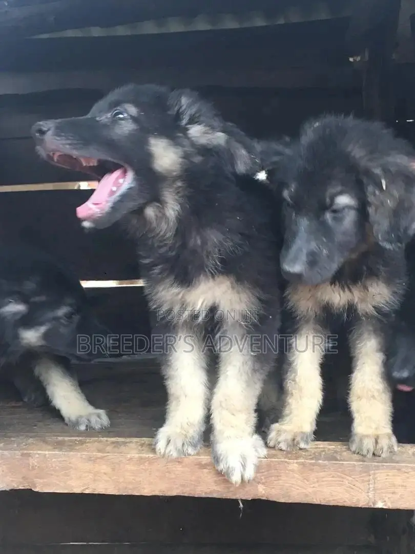 1-3 Month Male Purebred German Shepherd