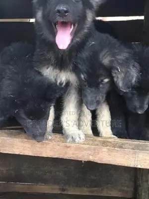 1-3 Month Male Purebred German Shepherd