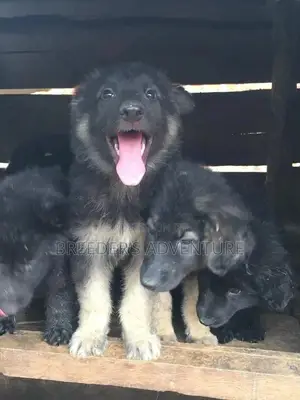 1-3 Month Male Purebred German Shepherd