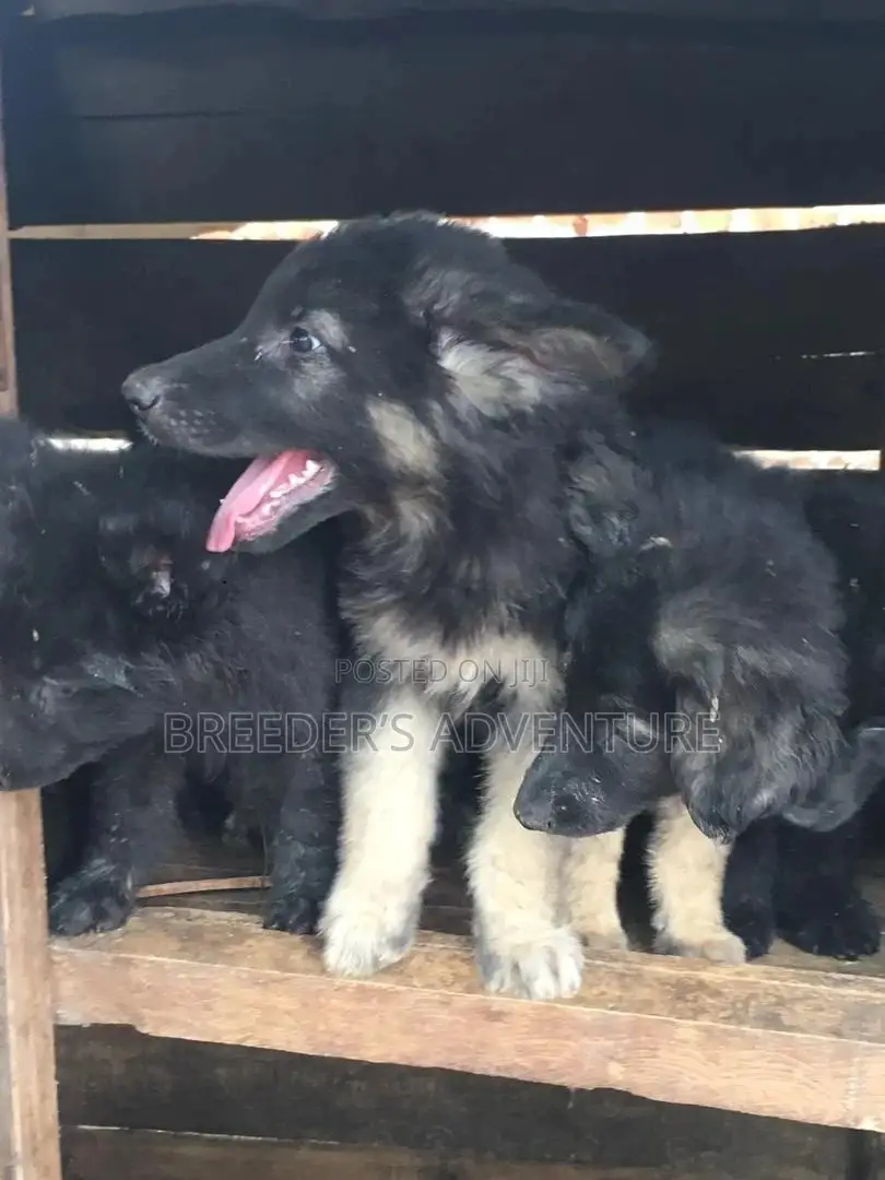 1-3 Month Male Purebred German Shepherd