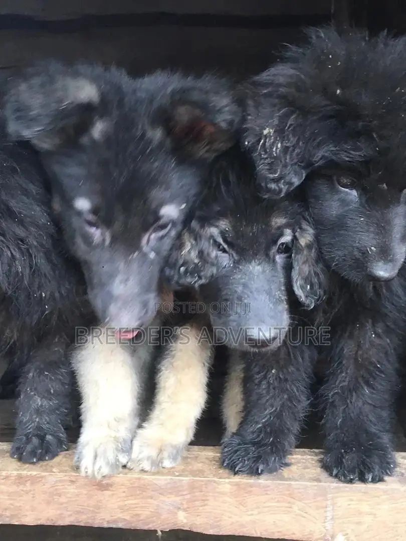 1-3 Month Male Purebred German Shepherd