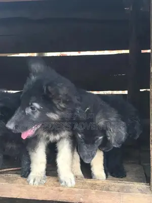 1-3 Month Male Purebred German Shepherd