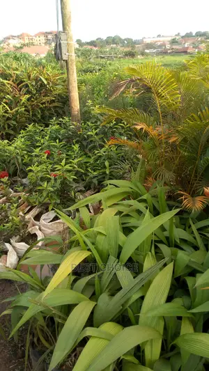 The Best Flowers and Plants Available at the Best Prices.