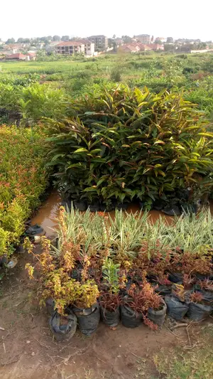 The Best Flowers and Plants Available at the Best Prices.