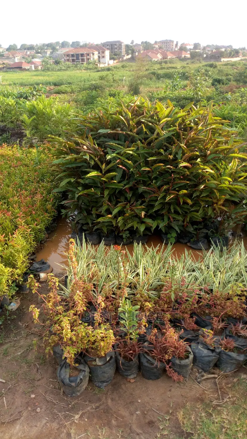 The Best Flowers and Plants Available at the Best Prices.