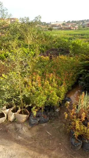 The Best Flowers and Plants Available at the Best Prices.