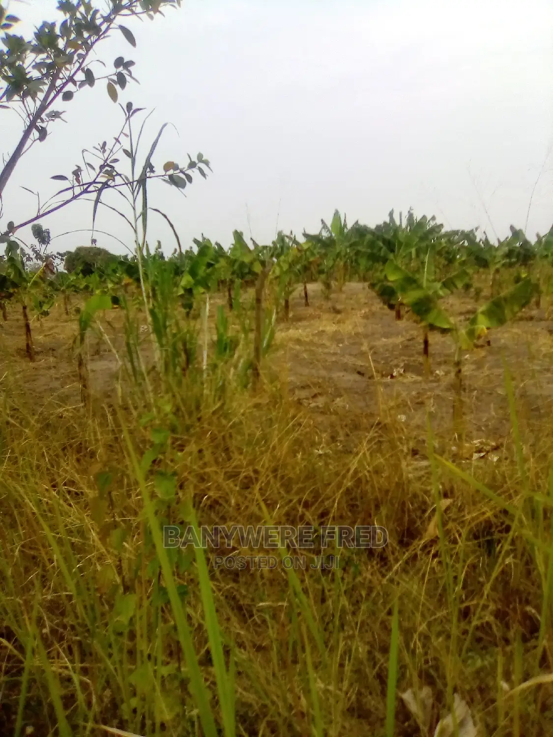 10 Acres of Farmland for Sale in Kamila