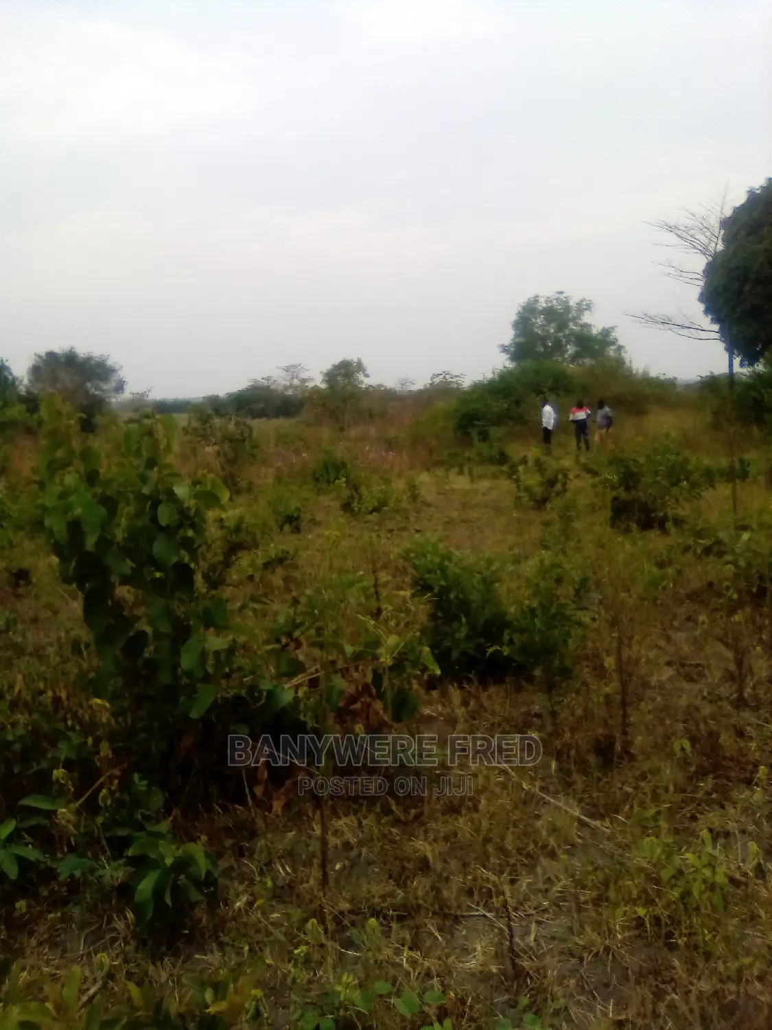 80/100 Plot for Sale in Buto
