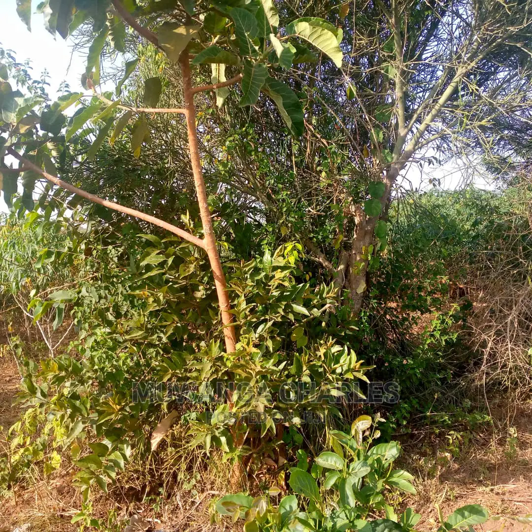 Land for Sale in Kikyusa