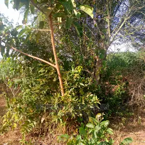 Land for Sale in Kikyusa