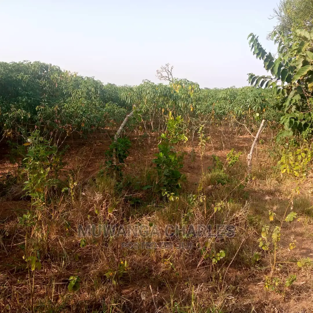 Land for Sale in Kikyusa