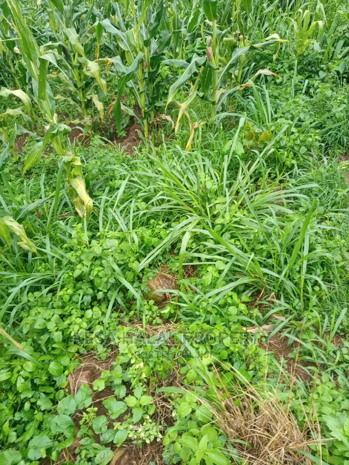 350 Acres for Sale at Koome Touching Lake