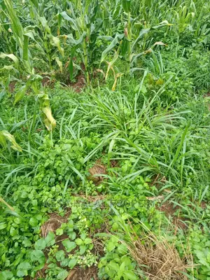 350 Acres for Sale at Koome Touching Lake
