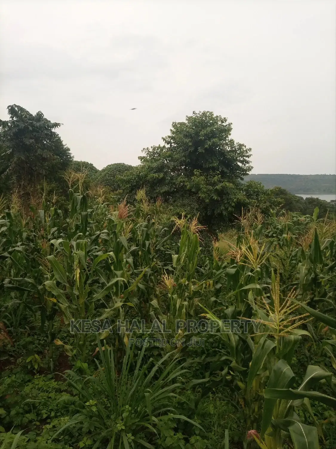 350 Acres for Sale at Koome Touching Lake