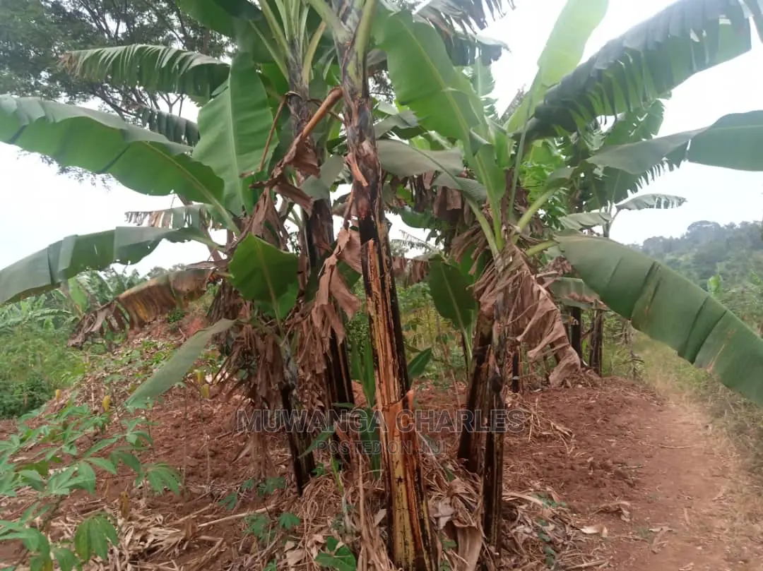 10acres for Sale in Zirobwe