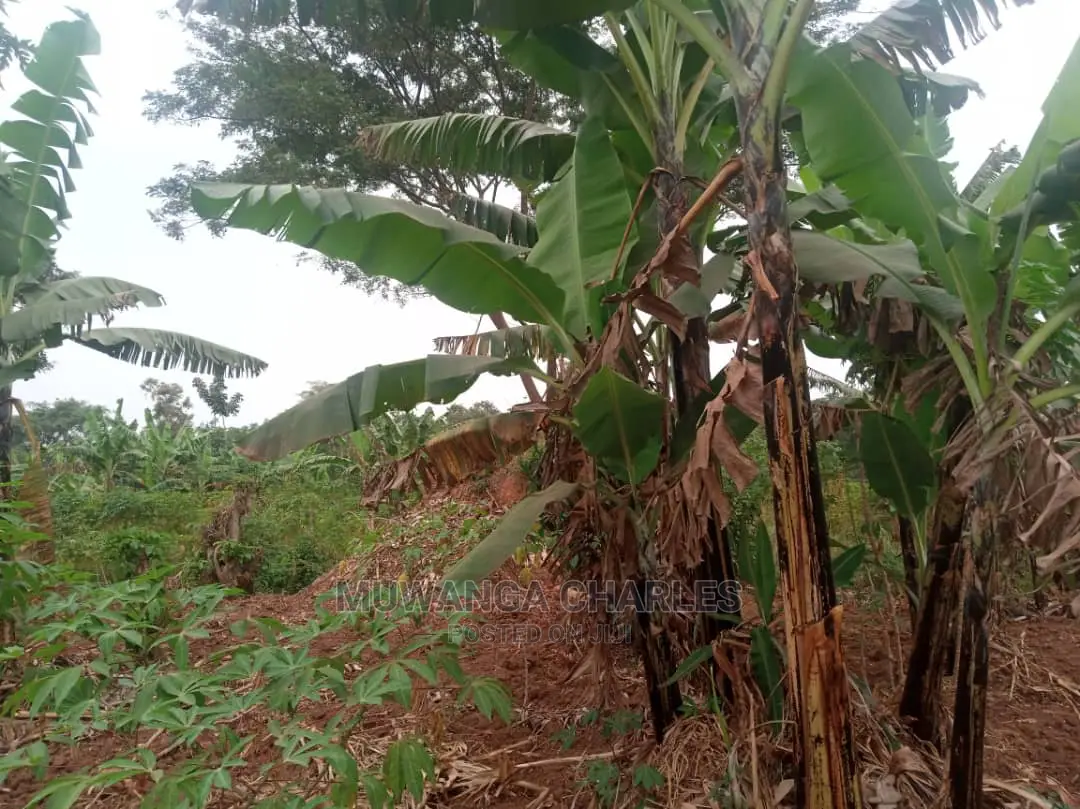 10acres for Sale in Zirobwe