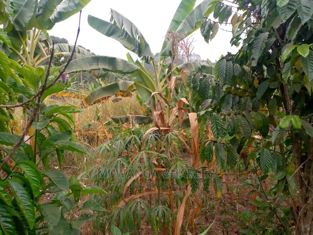 10acres for Sale in Zirobwe