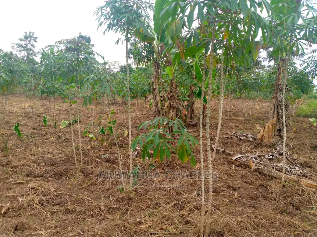 10acres for Sale in Zirobwe