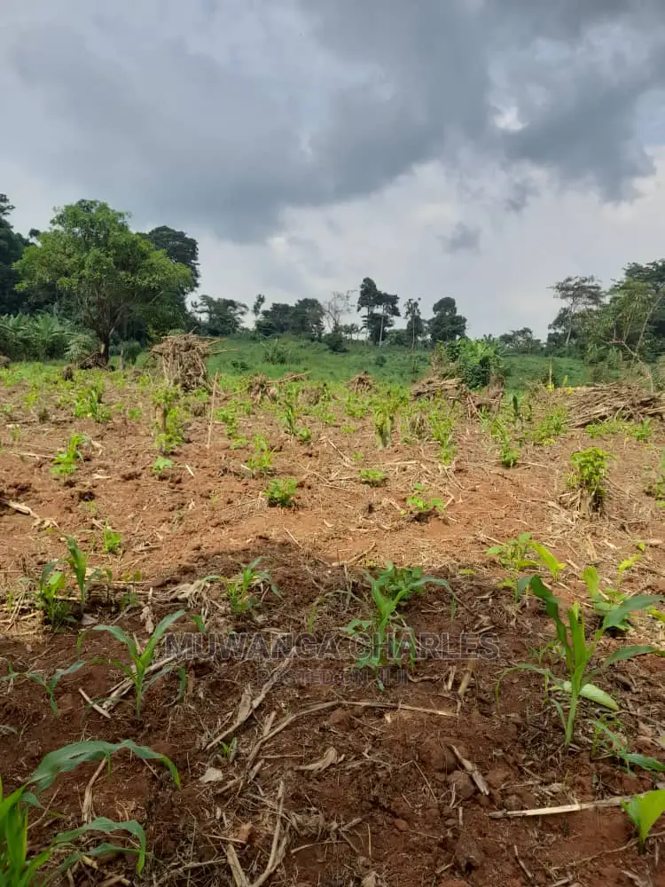 5acres for Sale in Kikyusa