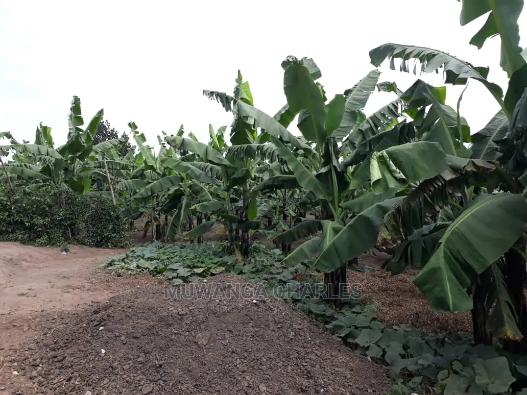 2acres for Sale in Wabutungulu