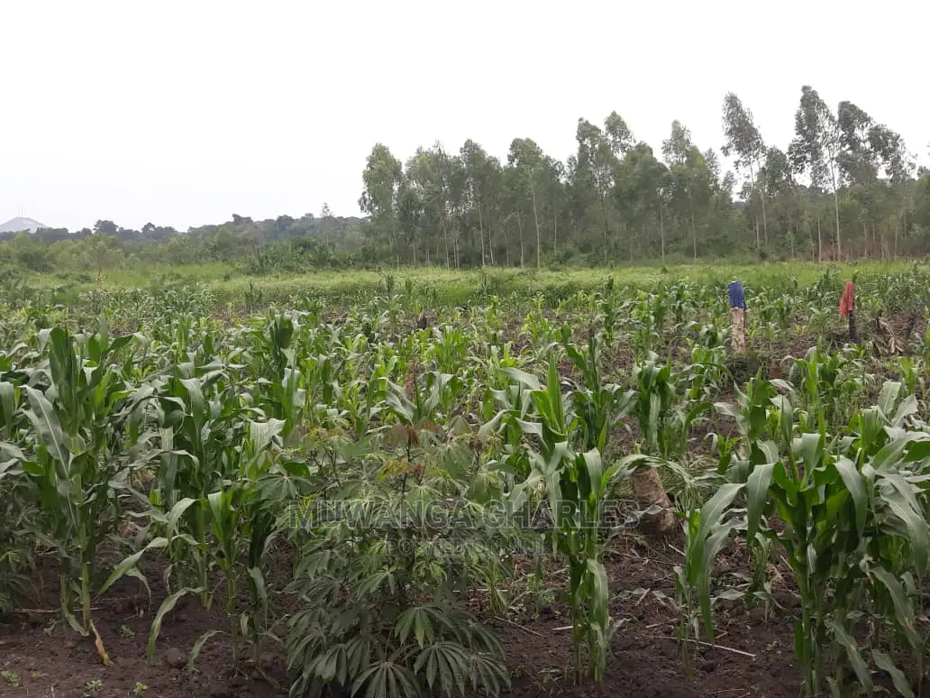 2acres for Sale in Wabutungulu