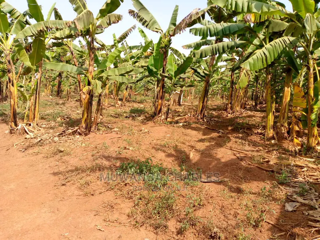 Plot For Sale In Kira