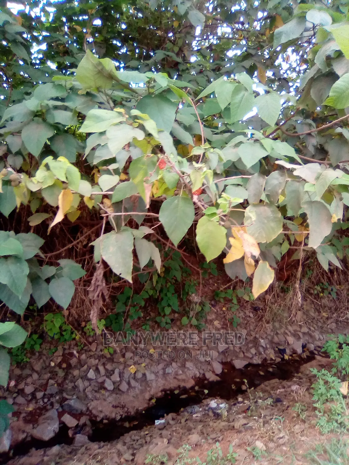 5acres of Farmland in Buvuma Island