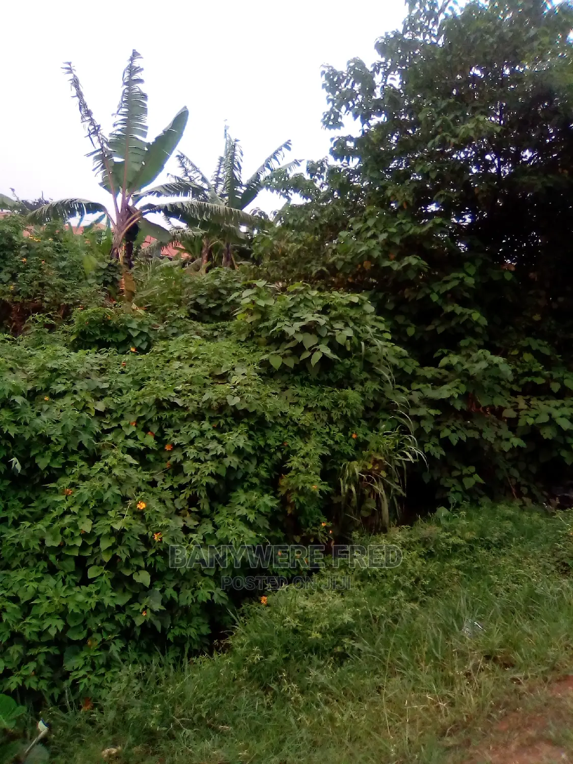 50/100 Plot for Sale in Nangabo