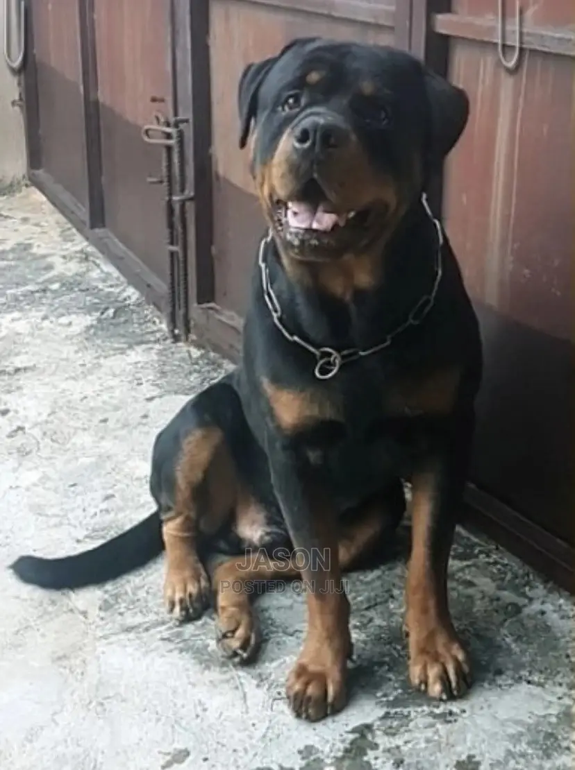 6-12 Month Male Purebred Rottweiler