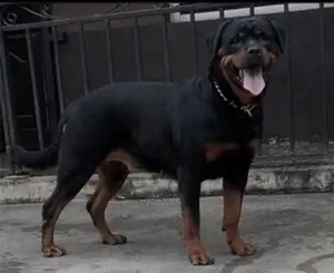 6-12 Month Male Purebred Rottweiler