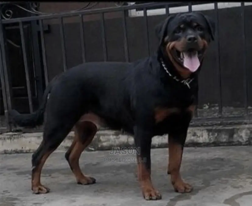 6-12 Month Male Purebred Rottweiler